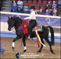 Lippitt Morgan Stallion