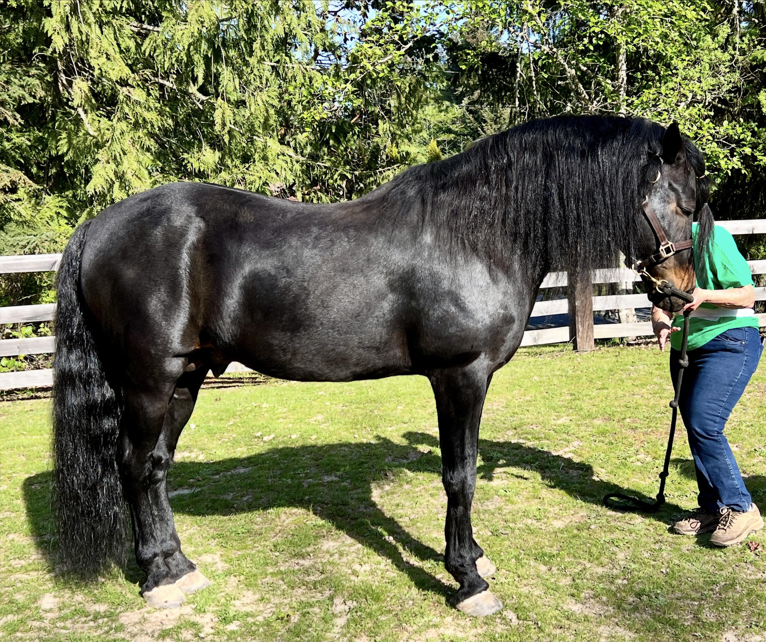 stallion