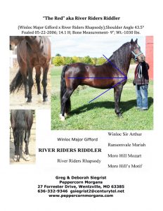 Lippitt Stallion
