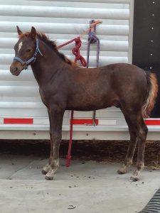 Morgan foal