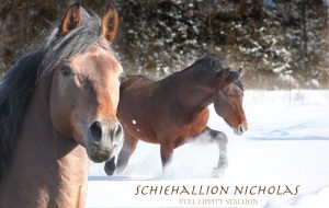 Lippitt Stallion in Vermont